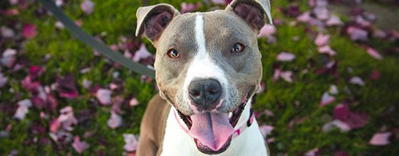 Sniffing Snouts Fundraising Event